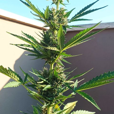 Runtz baby runtz growlog timeline photo