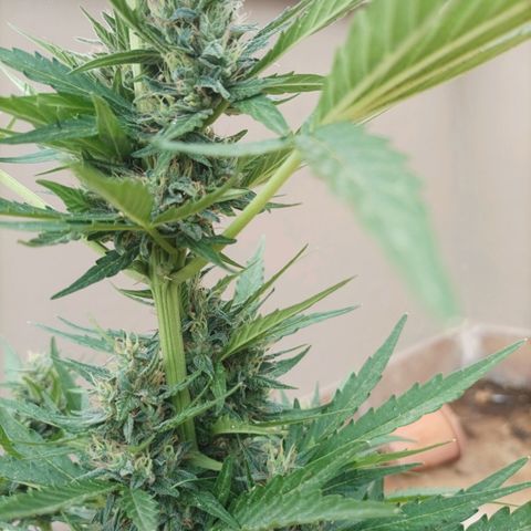 Runtz baby runtz growlog timeline photo
