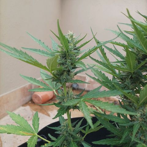 Runtz baby runtz growlog timeline photo