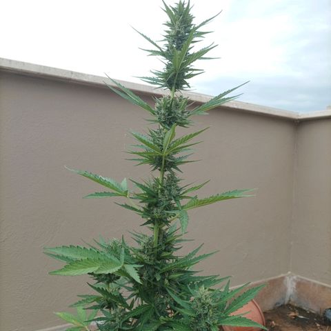 Runtz baby runtz growlog timeline photo