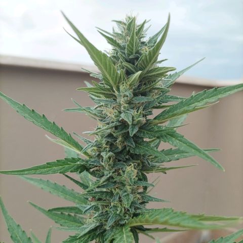 Runtz baby runtz growlog timeline photo
