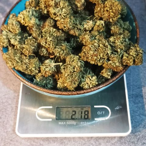 Twin lights growlog photo: Whish you smell here! Good grow everybody