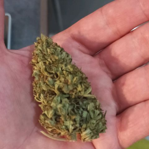 Twin lights growlog photo: Whish you smell here! Good grow everybody
