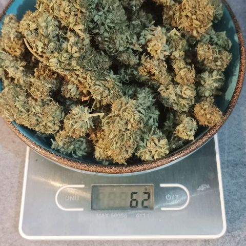 Twin lights growlog photo: Whish you smell here! Good grow everybody