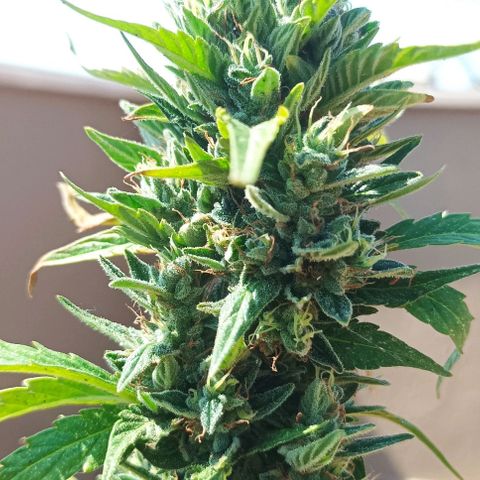 Runtz baby runtz growlog timeline photo