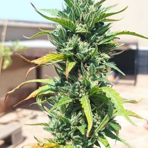 Runtz baby runtz growlog timeline photo