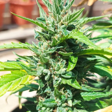 Runtz baby runtz growlog timeline photo