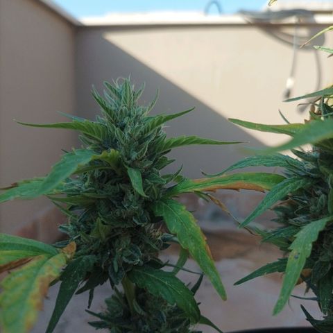 Runtz baby runtz growlog timeline photo