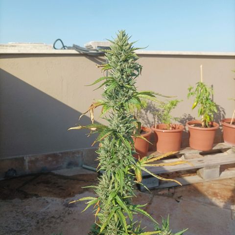 Runtz baby runtz growlog timeline photo
