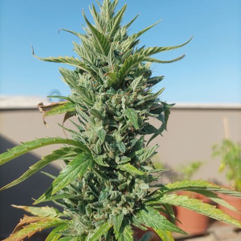 Runtz baby runtz growlog timeline photo