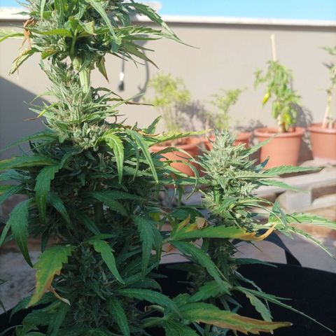 Runtz baby runtz growlog timeline photo