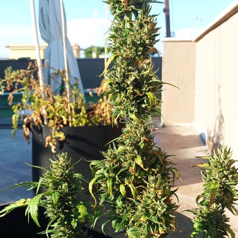 Runtz baby runtz growlog timeline photo
