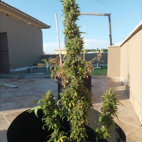 Runtz baby runtz growlog timeline photo