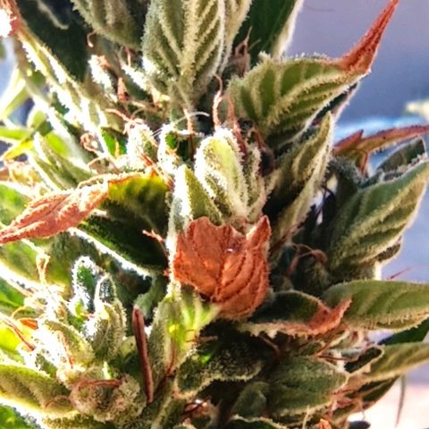 Runtz baby runtz growlog timeline photo