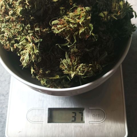 Runtz baby runtz growlog timeline photo