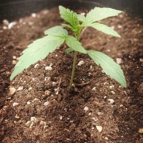 AlienZ #2 growlog timeline photo