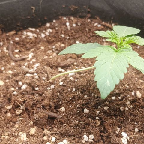 AlienZ #1 growlog timeline photo