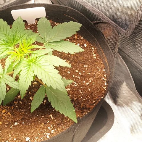 AlienZ #2 growlog timeline photo