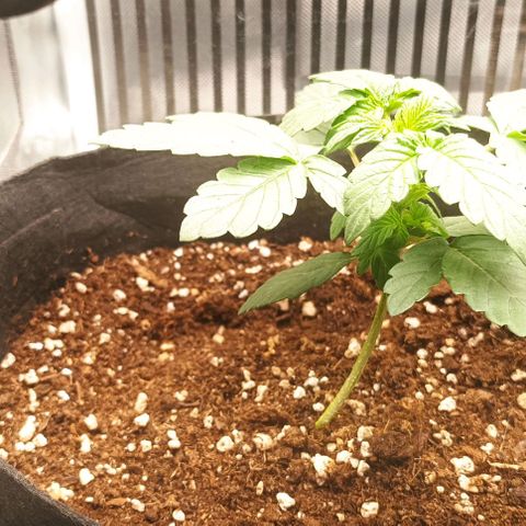 AlienZ #1 growlog timeline photo