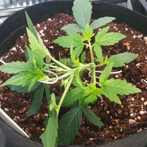 AlienZ #2 growlog timeline photo