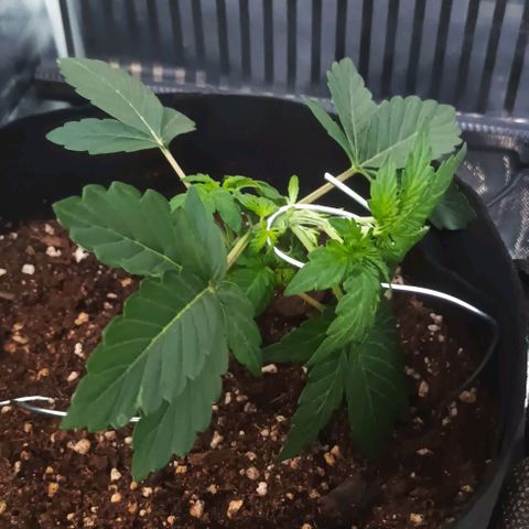AlienZ #1 growlog timeline photo