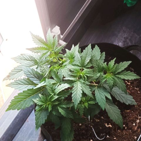 AlienZ #2 growlog timeline photo