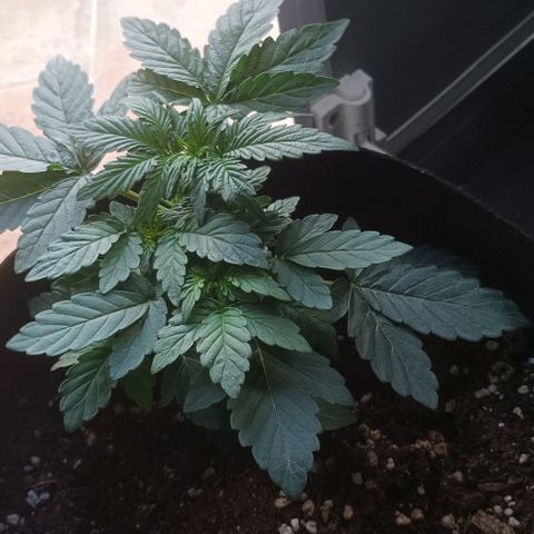 AlienZ #1 growlog timeline photo