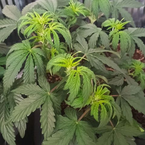 AlienZ #2 growlog timeline photo