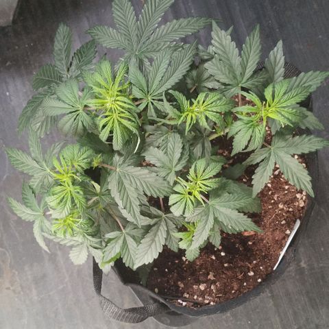 AlienZ #2 growlog timeline photo