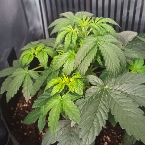 AlienZ #1 growlog timeline photo