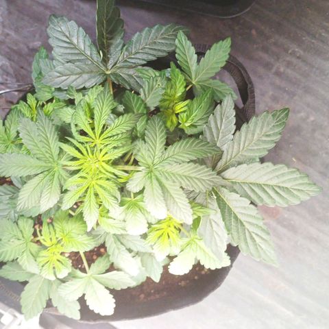 AlienZ #1 growlog timeline photo