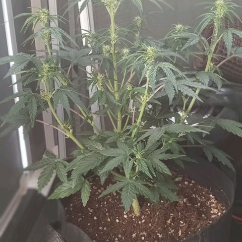 AlienZ #2 growlog timeline photo