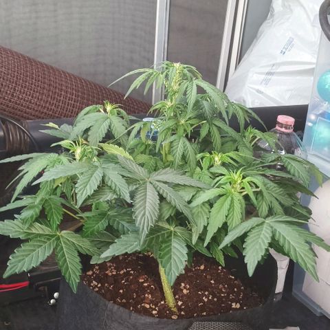 AlienZ #1 growlog timeline photo