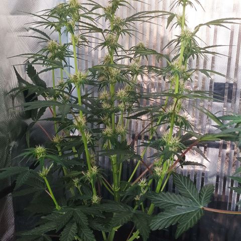 AlienZ #2 growlog timeline photo