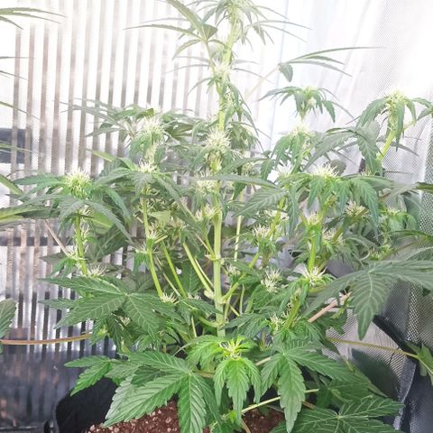 AlienZ #1 growlog timeline photo