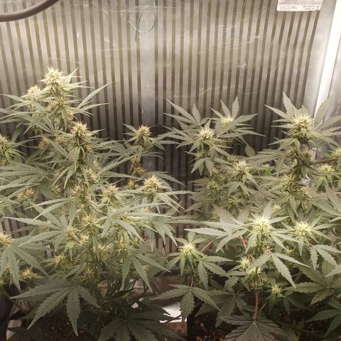 AlienZ #2 growlog timeline photo