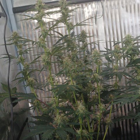 AlienZ #2 growlog timeline photo