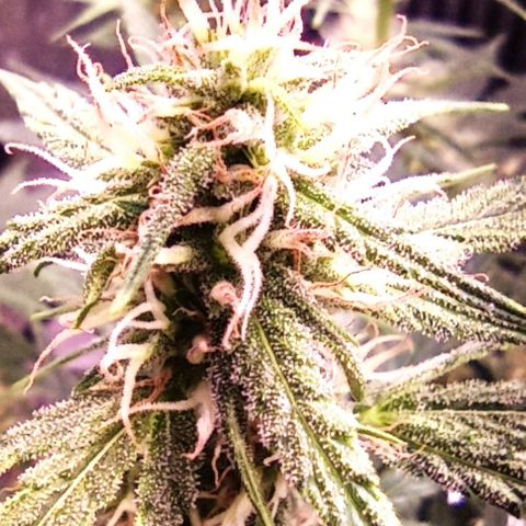 AlienZ #2 growlog timeline photo
