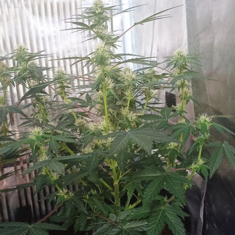 AlienZ #1 growlog timeline photo