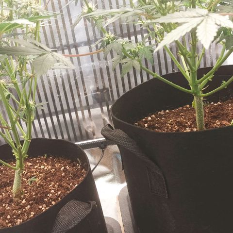 AlienZ #1 growlog timeline photo