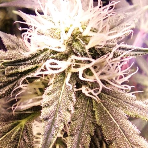 AlienZ #1 growlog timeline photo