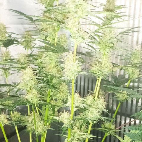 AlienZ #2 growlog timeline photo