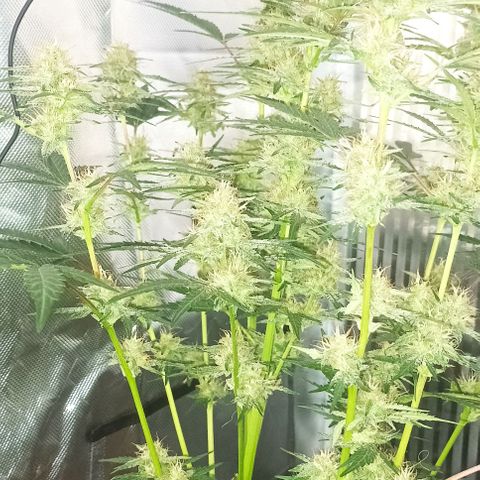 AlienZ #2 growlog timeline photo
