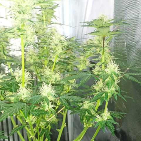 AlienZ #1 growlog timeline photo