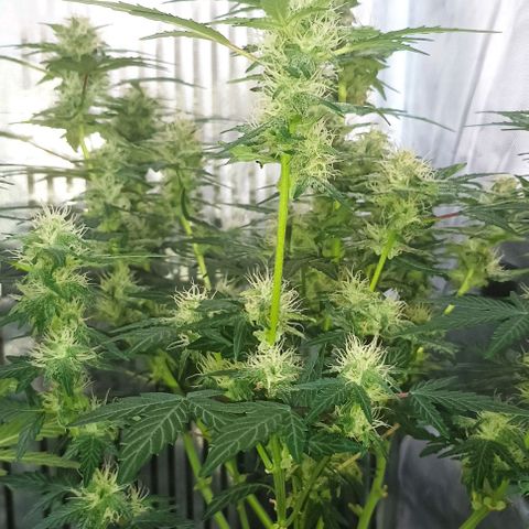 AlienZ #1 growlog timeline photo