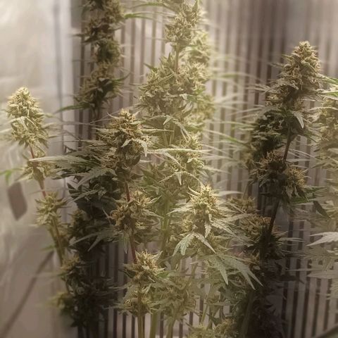AlienZ #2 growlog timeline photo