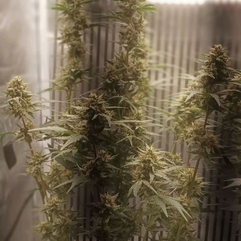 AlienZ #2 growlog timeline photo