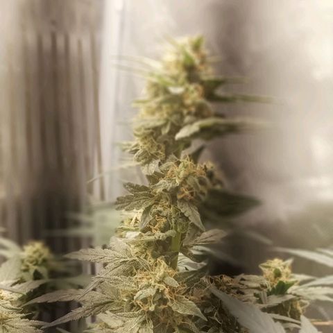 AlienZ #1 growlog timeline photo