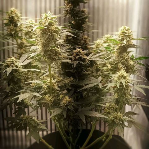 AlienZ #1 growlog timeline photo