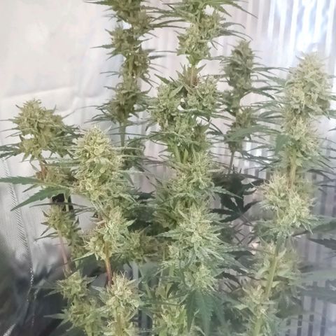 AlienZ #2 growlog timeline photo